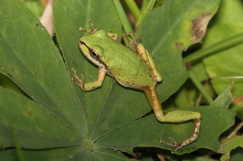 iNaturalist observation photo of Pacific chorus frog