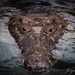 Crocodylus - Photo (c) Jorge Castro Urbiola, כל הזכויות שמורות, uploaded by Jorge Castro Urbiola
