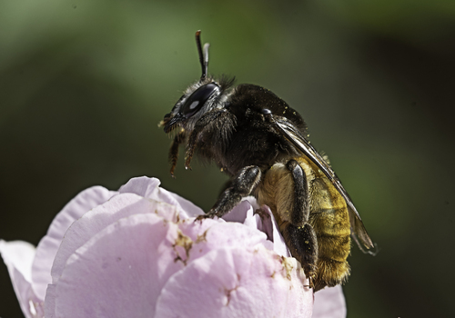 Ptiloglossa willinki