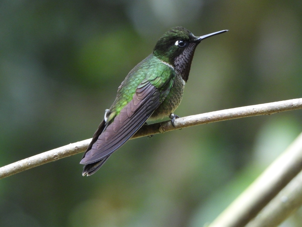 Merida Sunangel (Heliangelus spencei) photo