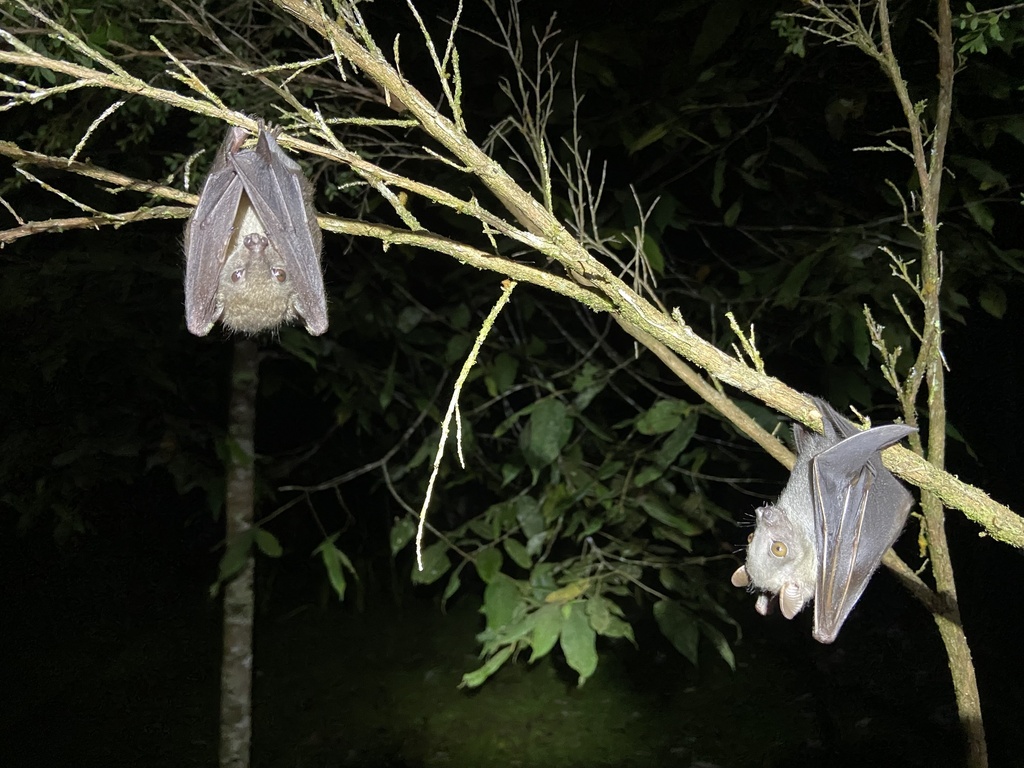 Philippine Pygmy Fruit Bat from Mount Apo Natural Park, Kidapawan City ...