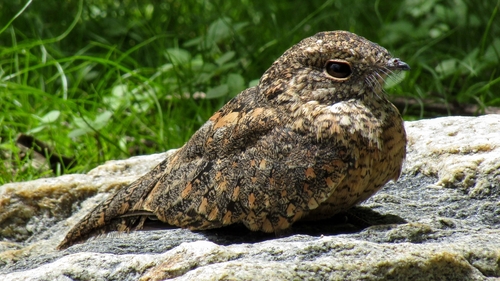 Pygmy Nightjar