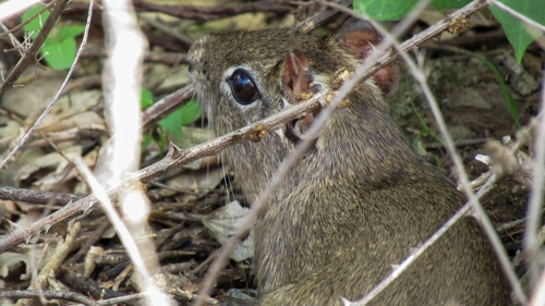 Spix's Yellow-toothed Cavy