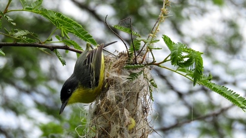 Common Tody-Flycatcher
