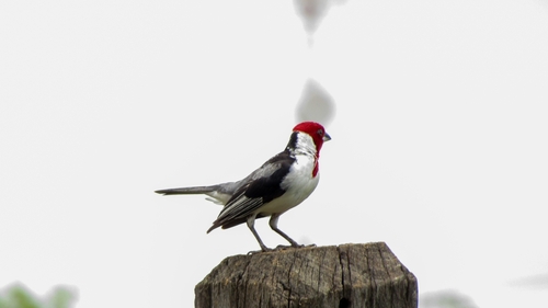 Red-cowled Cardinal