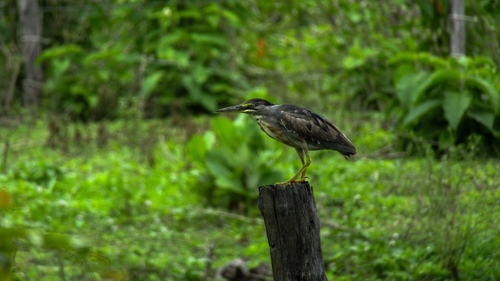 Striated Heron