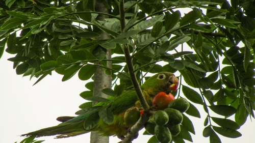 Cactus Parakeet