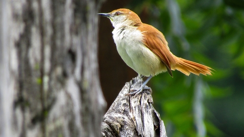 Yellow-chinned Spinetail