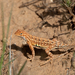 Western Earless Lizard - Photo (c) Rowdy White, all rights reserved, uploaded by Rowdy White