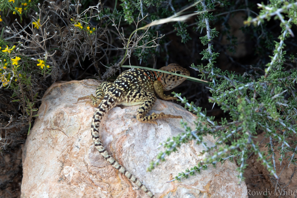 Eastern Collared Lizard from Dawson County, TX, USA on October 2, 2018 ...