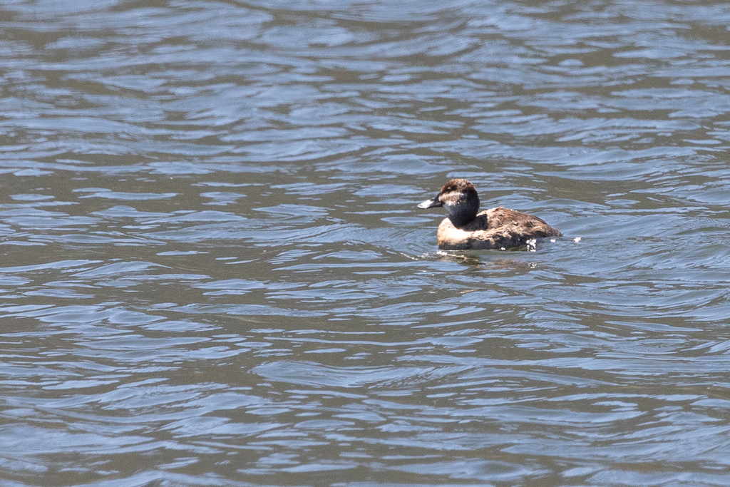 Lake Duck from Dique Piscu Yaco, San Luis, Argentina on March 05, 2023 ...