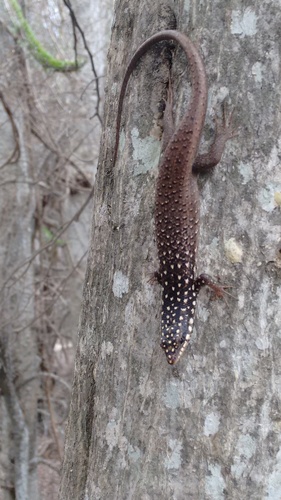 Gold-spotted Mabuya