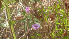 Ipomoea cairica image