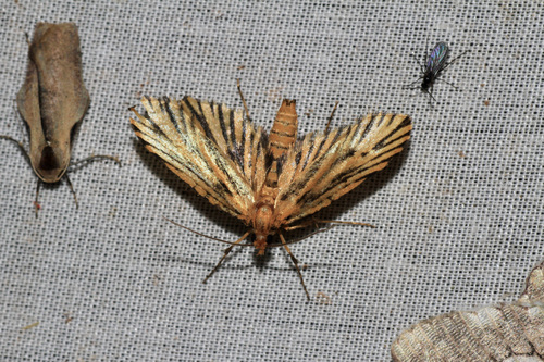 Tomara tigrinella