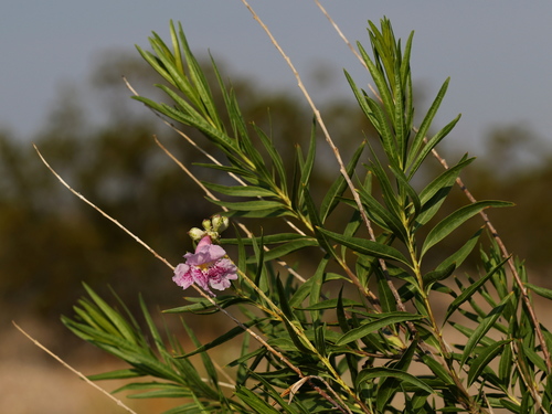 desert willow