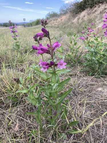 Penstemon triflorus