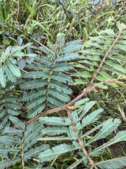 Mimosa pigra image