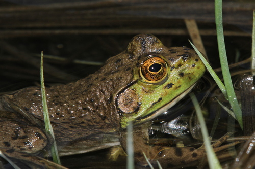 iNaturalist observation photo of American Bullfrog