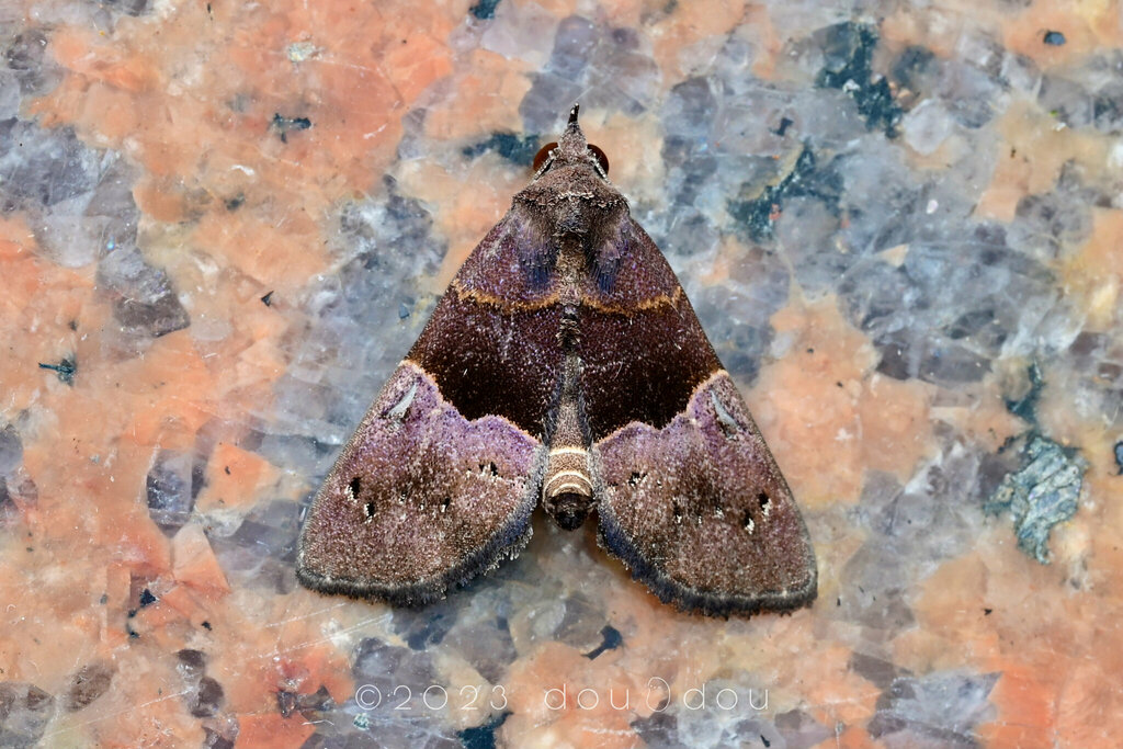 Acidon from 中国海南省昌江黎族自治县霸王岭 on January 12, 2023 at 11:40 PM by 豆豆 · ...