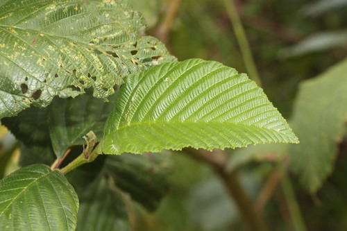 Andean Alder