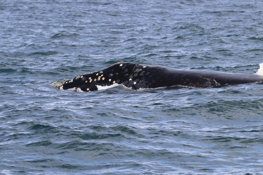 North Pacific Right Whale in March 2023 by Jack McDonough. Extremely ...