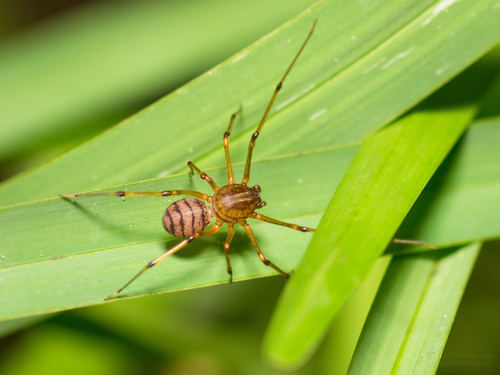 Striped Spitting Spider