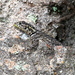 Guarani Spiny Lizard - Photo (c) Jay Keller, all rights reserved, uploaded by Jay Keller