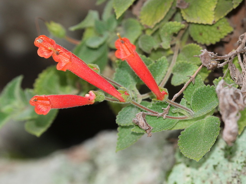 Sinningia amambayensis