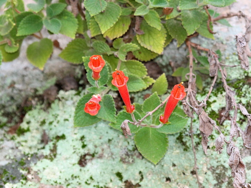 Sinningia aggregata