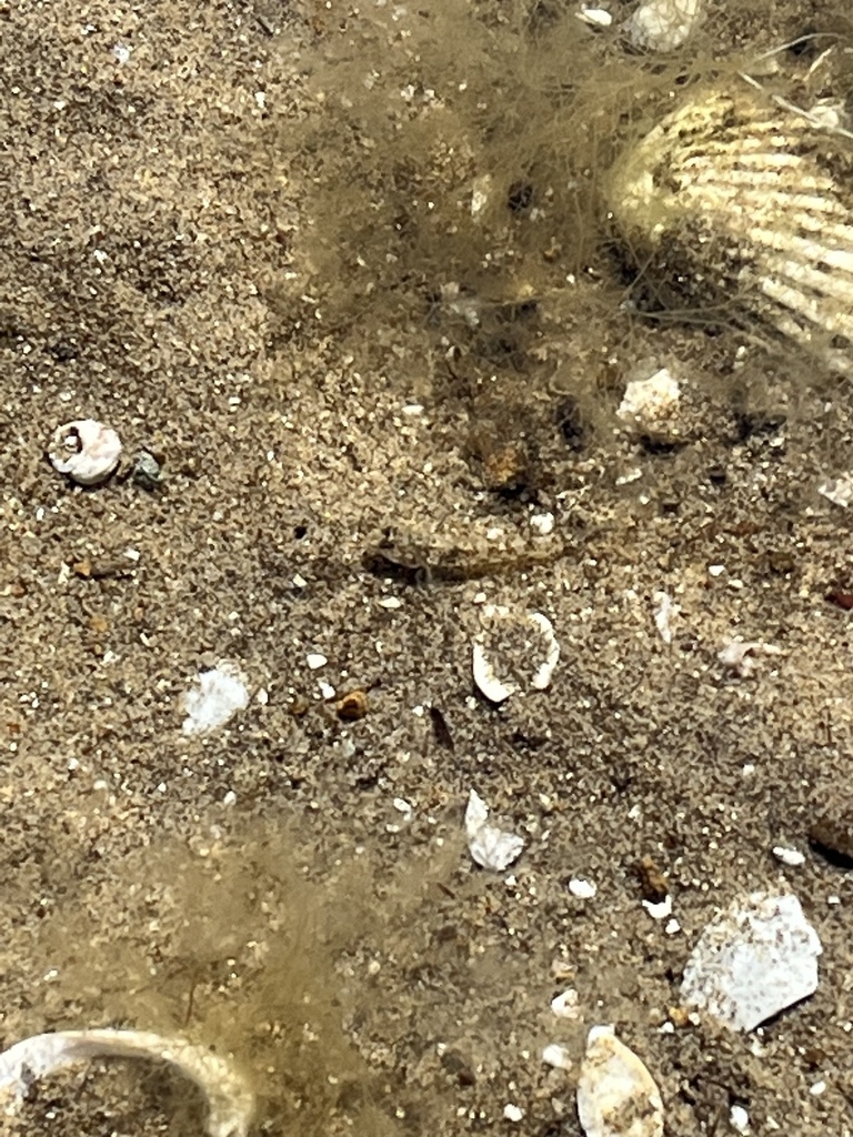 Southern Longfin Goby from Western Port