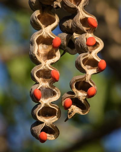 Redhot Poker Tree