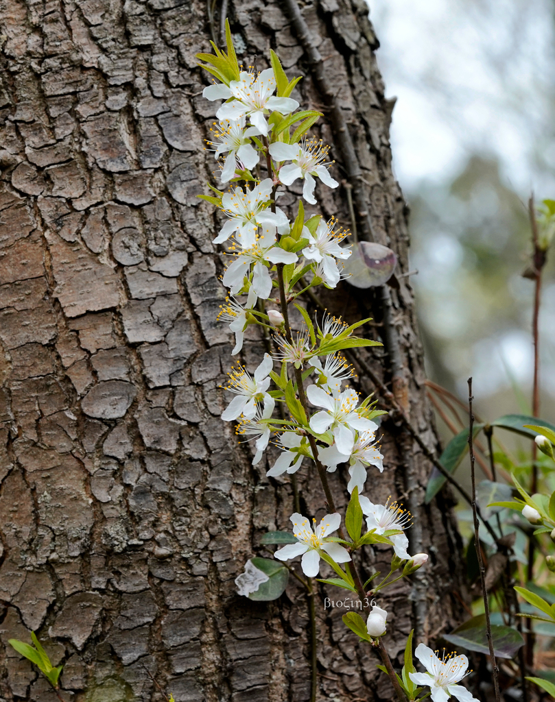 Prunus glandulosa — a easy houseplant, prefers full sun light