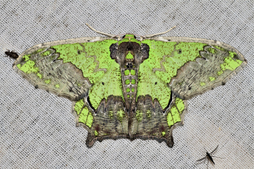 Agathia codina Swinhoe, 1892