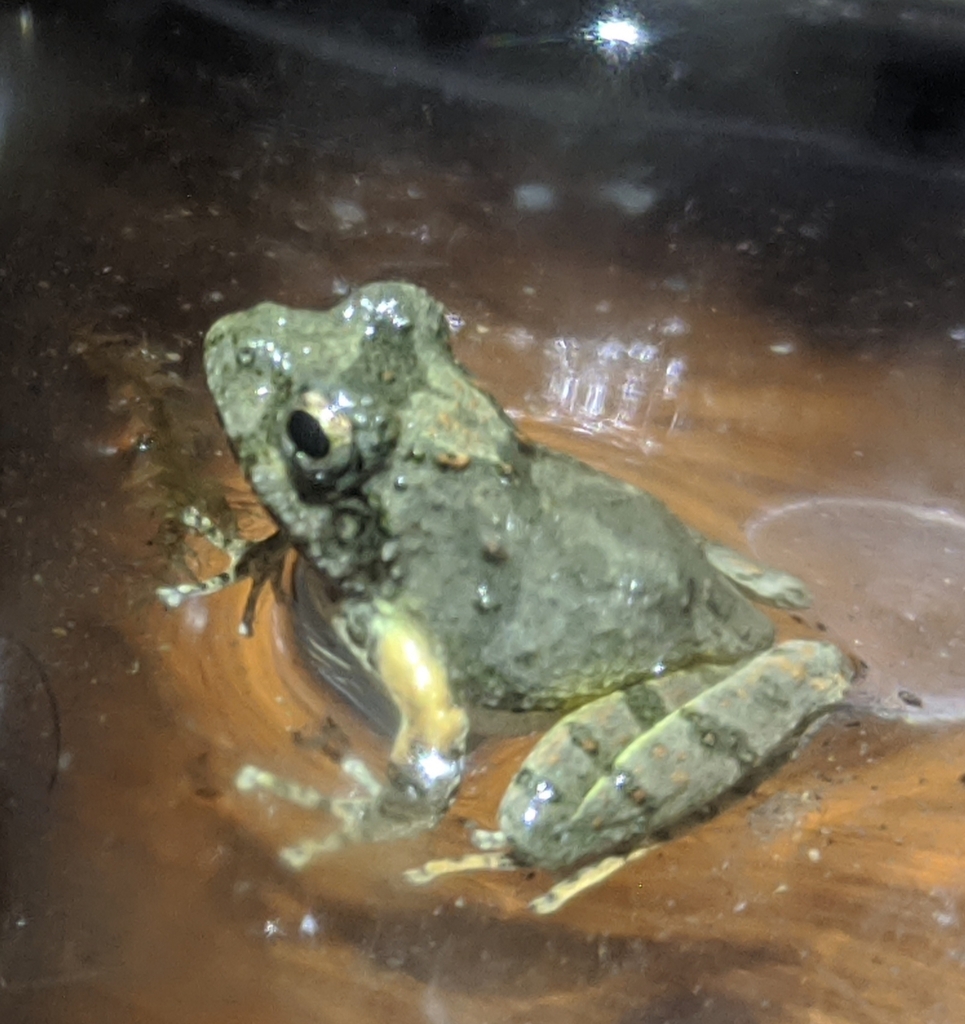 Yaeyama Kajika Frog from 精英野溪溫泉 on March 12, 2023 at 10:39 AM by Dylan ...