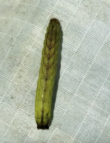 Flame-shouldered Dart