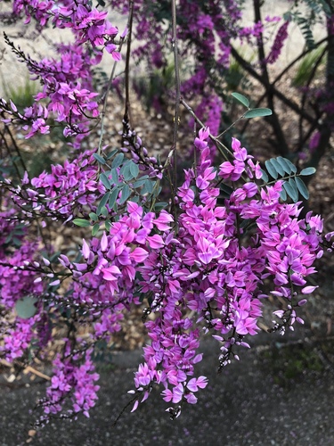 Australian Indigo