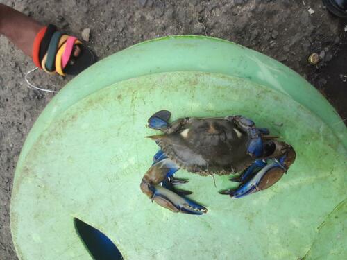 Gladiator Swimming Crab