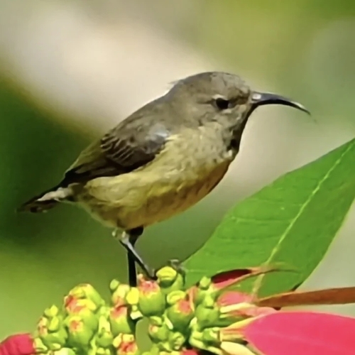 Souimanga Sunbird