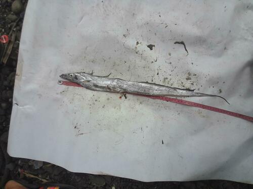 Largehead Hairtail