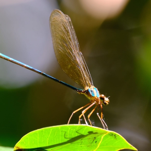 Madagascar demoiselle