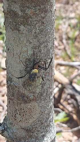 Hairy Golden Orb-weaving Spider