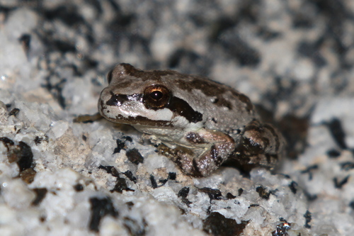 iNaturalist observation photo of Pacific chorus frog
