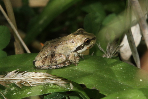iNaturalist observation photo of Pacific chorus frog