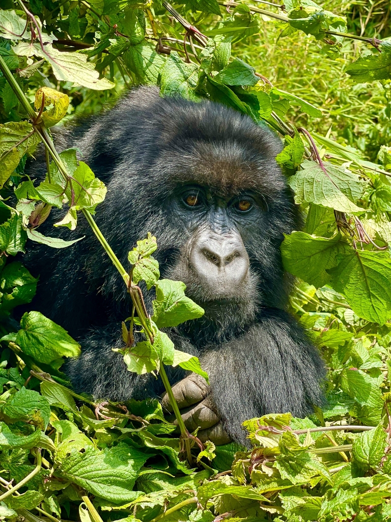 Mountain Gorilla in October 2021 by Anna Arutyunova · iNaturalist