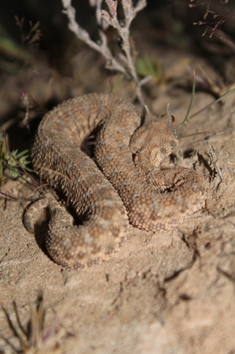 Desert Horned Viper