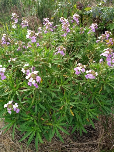 Erysimum bicolor