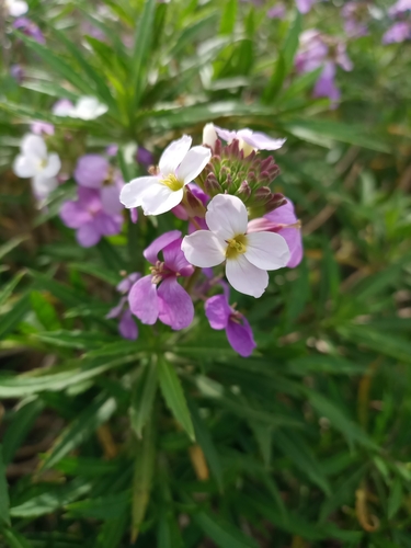 Erysimum bicolor