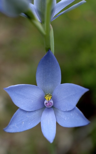 Blue Lady Orchid