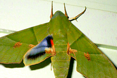 Eumorpha labruscae image