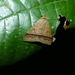 Plecoptera violacea - Photo (c) Lena Chow, כל הזכויות שמורות, הועלה על ידי Lena Chow